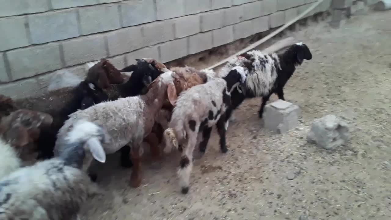 میش داشتی|حیوانات مزرعه|بندر ماهشهر, |دیوار