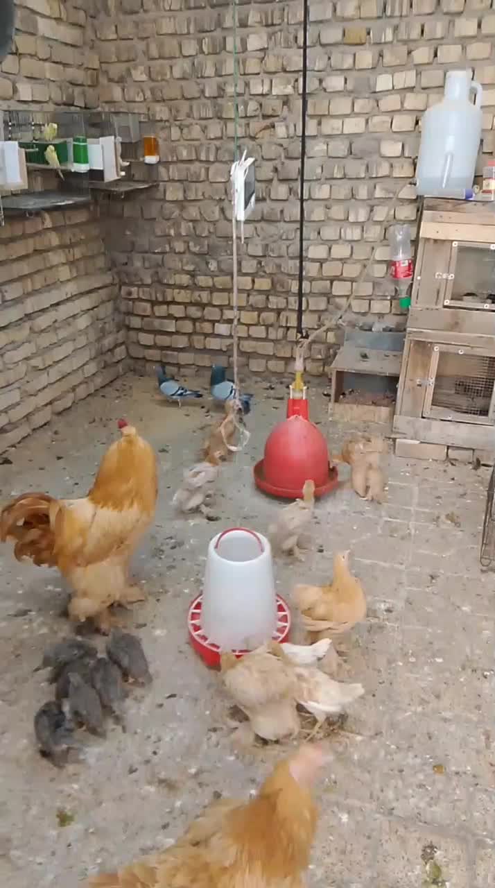 خروس برهما|حیوانات مزرعه|نطنز, |دیوار