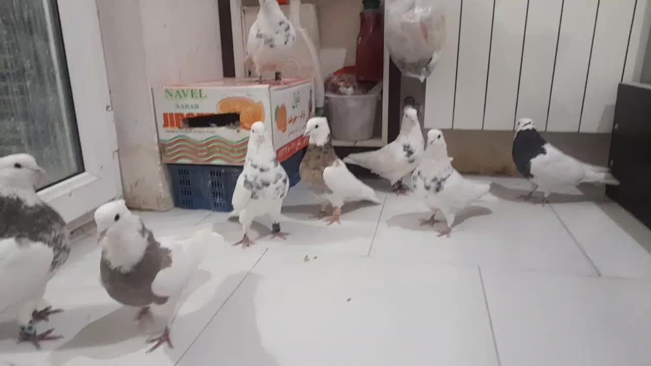 کبوتر طوقی|پرنده|پردیس, فاز ۸|دیوار