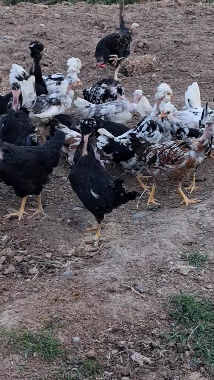 تولید و فروش عمده جوجه گلین گردن لختی کاکلی|حیوانات مزرعه|اردبیل, |دیوار