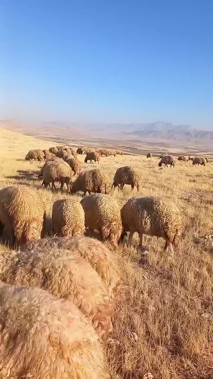 میش و بره گوسفند|حیوانات مزرعه|ماهیدشت, |دیوار