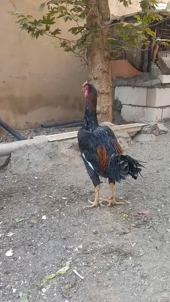 لاری|حیوانات مزرعه|پاکدشت, پاکدشت (مامازند)|دیوار