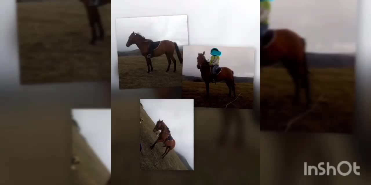 اسب یورقه|اسب و تجهیزات اسب‌سواری|اردبیل, |دیوار