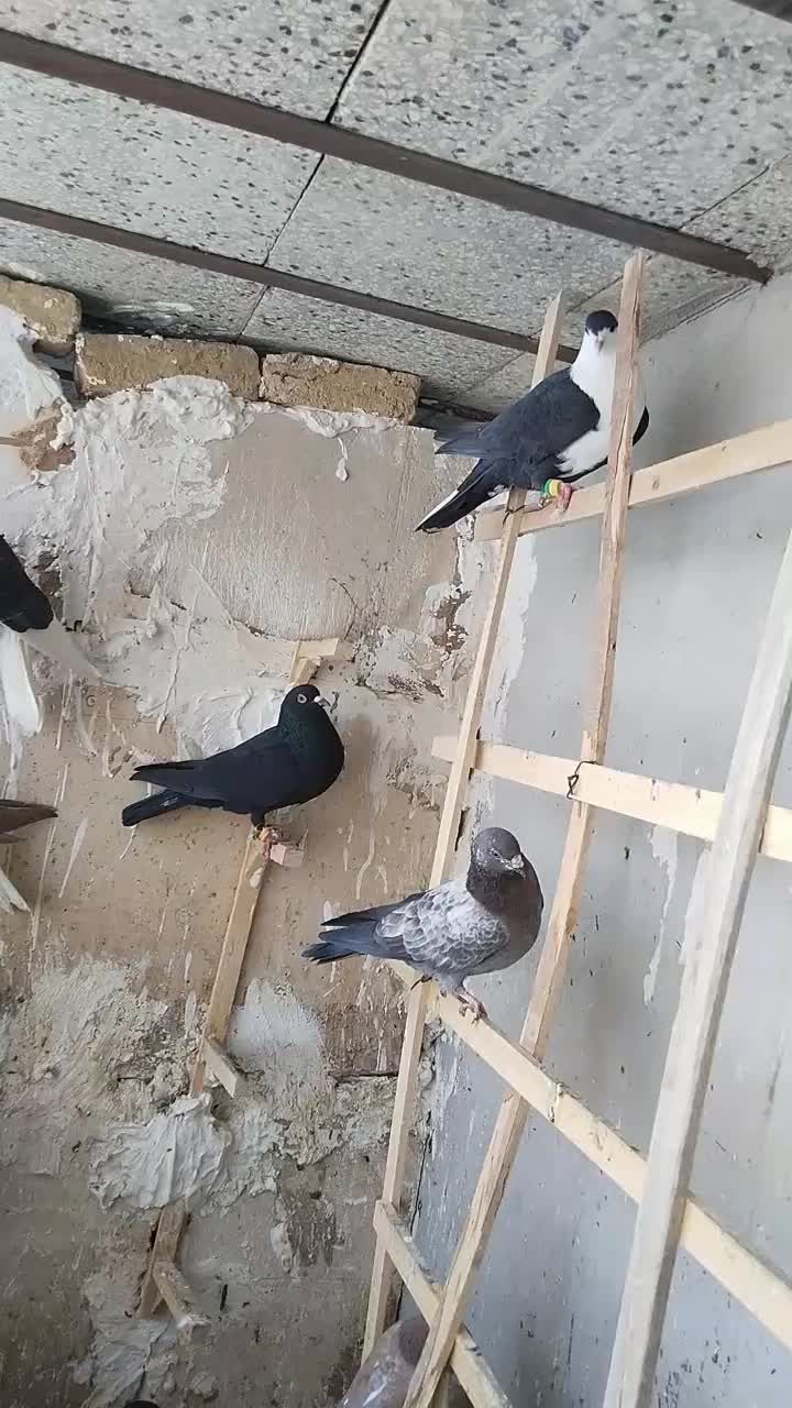 کبوتر|پرنده|تربتحیدریه, رجایی|دیوار