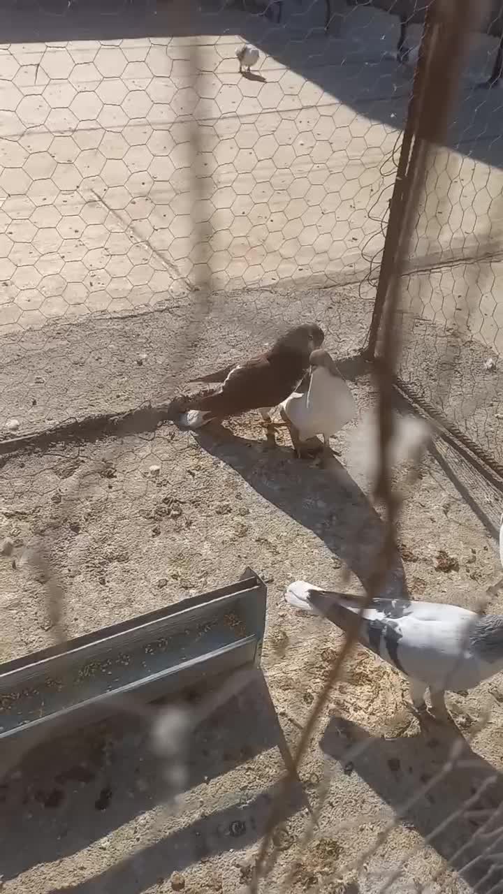 کبوتر کفتر خوشرنگ سرخ وشسطی زرد|پرنده|شال, |دیوار