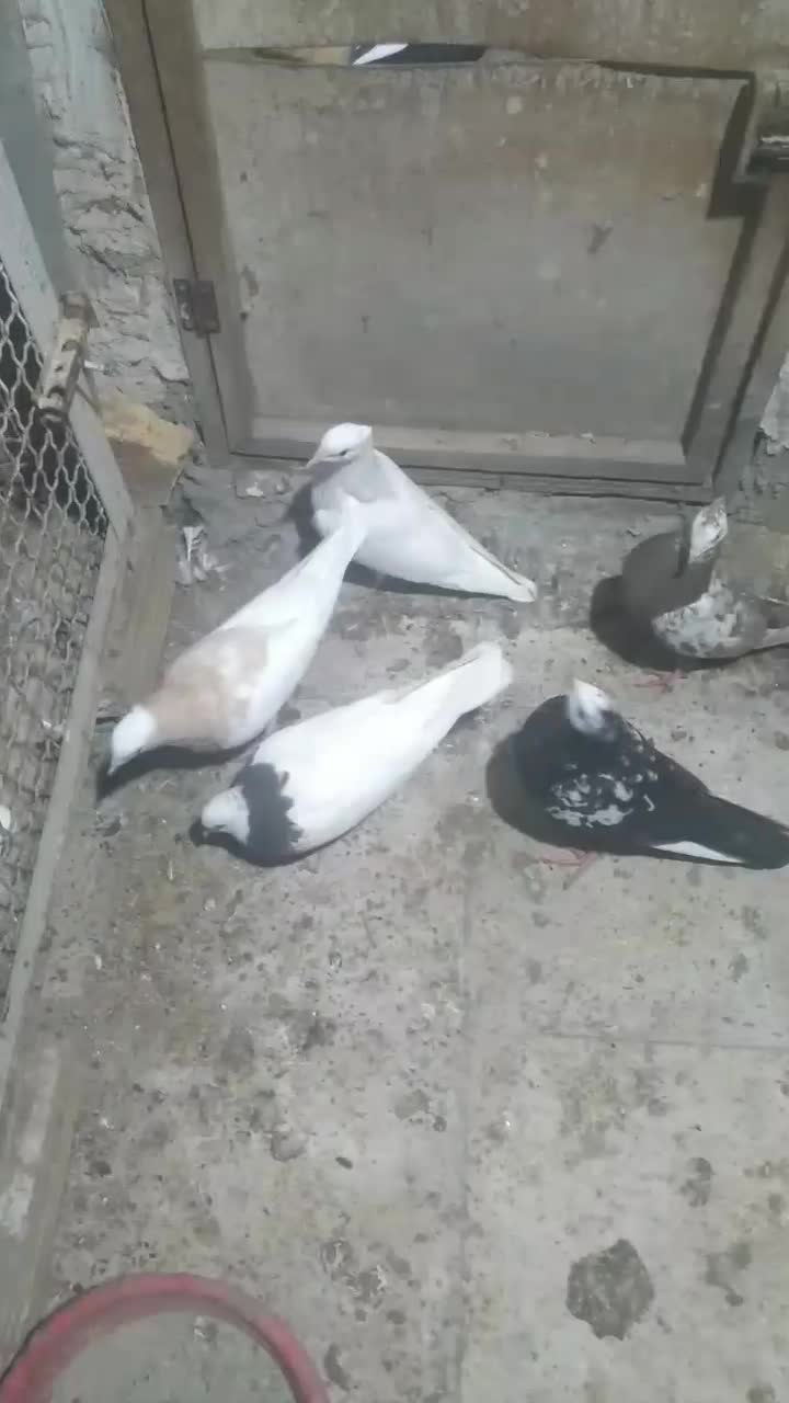 رنگی|پرنده|بهارستان, |دیوار