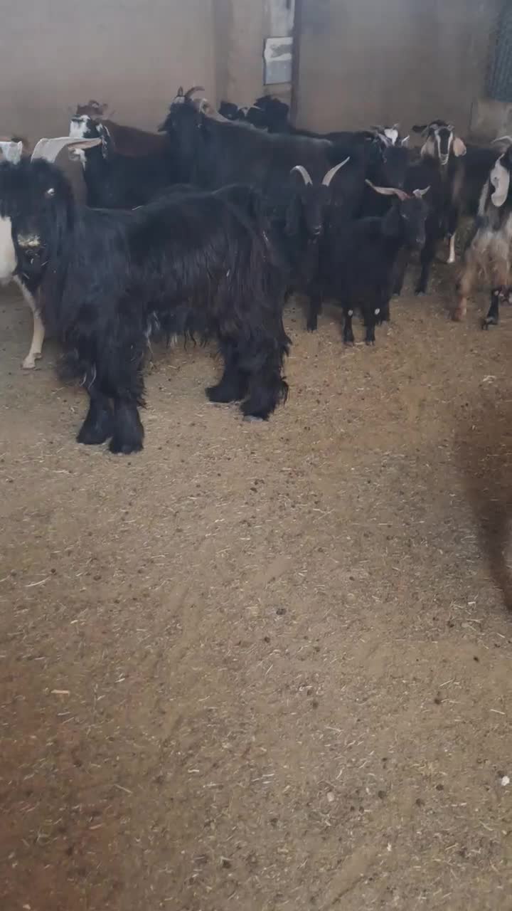 ۲۱راس بز گیسه چبش نر|حیوانات مزرعه|مرودشت, تخت جمشید|دیوار