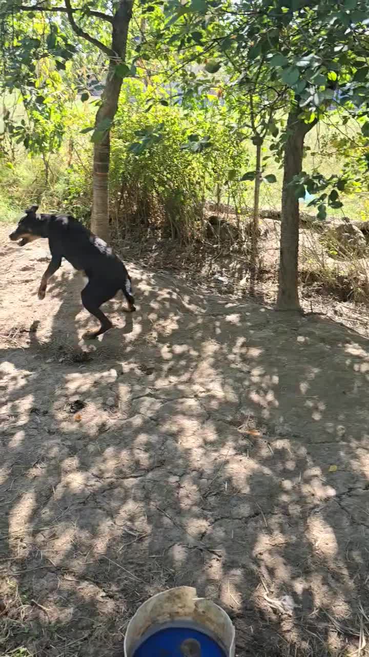 یک عدد رت وایلر اصل برای نگهبان باغ کارخانه جات|سگ|ماکو, |دیوار