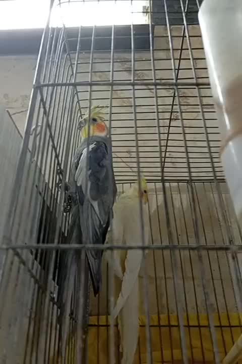 یک جفت عروس هلندی سخنگو و دستی|پرنده|دلیجان, |دیوار