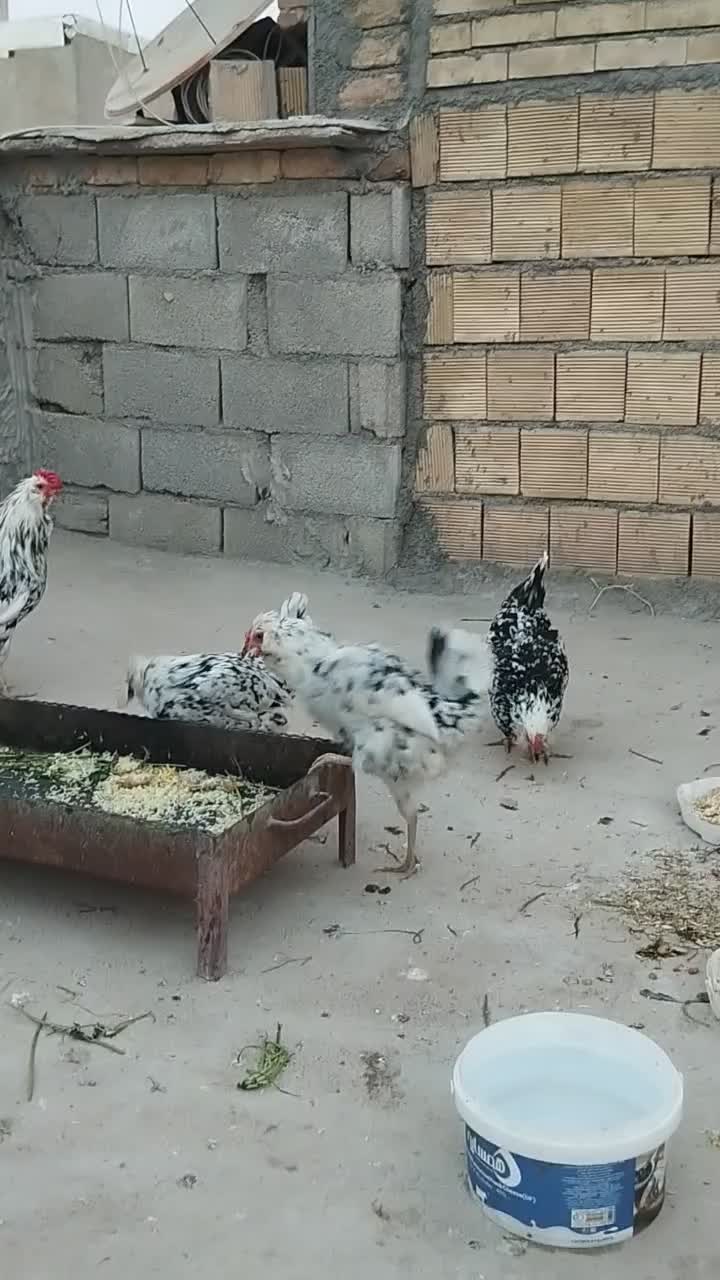 مرغ گلین بدون عیب وایرادچهارعدد|حیوانات مزرعه|سرپل ذهاب, |دیوار