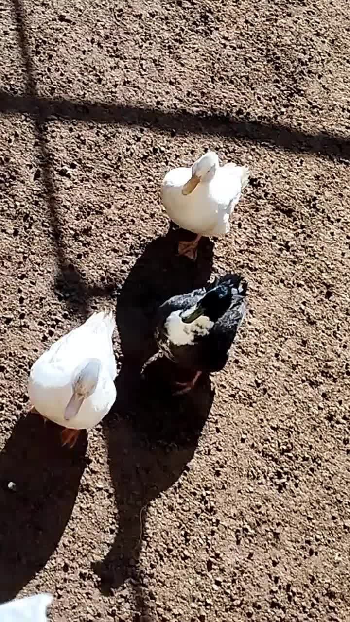 اردک|حیوانات مزرعه|میلاجرد, |دیوار