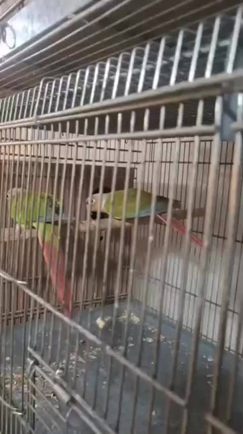 جفت گرینچیک راهب خورشیدی ملنگوآناناسی اکستریم رد|پرنده|اسلامشهر, شهرک سعیدیه|دیوار