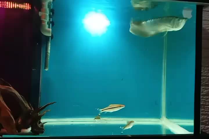 آروانا سیلور رد لاین|ماهی|رباطکریم, شهرک والفجر|دیوار