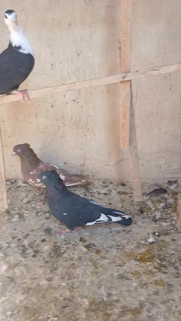 بهبهانی وشهری|پرنده|شیراز, شهرک کوشکک|دیوار