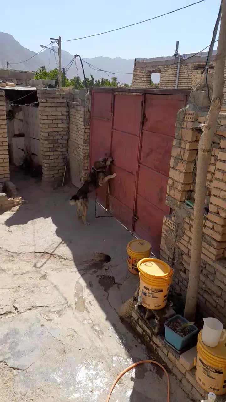 سگ نگهبان|سگ|بجنورد, |دیوار