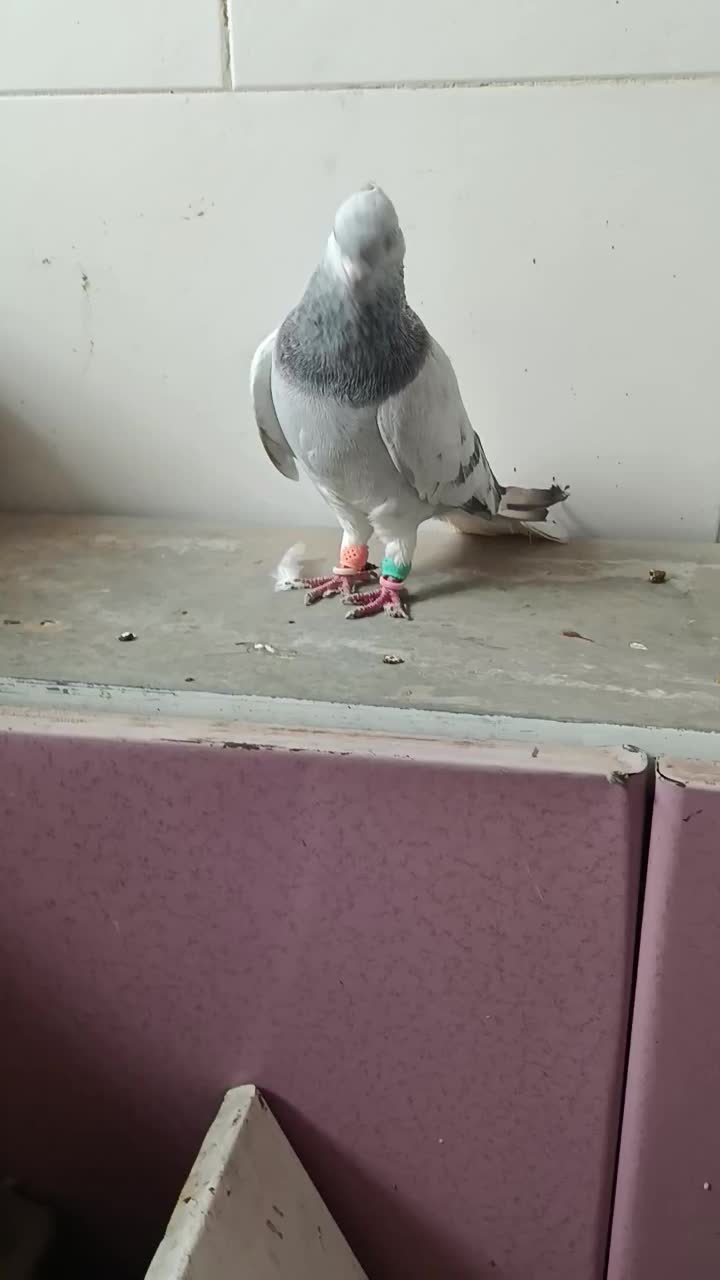 اشعل|پرنده|اهواز, کوی باهنر|دیوار