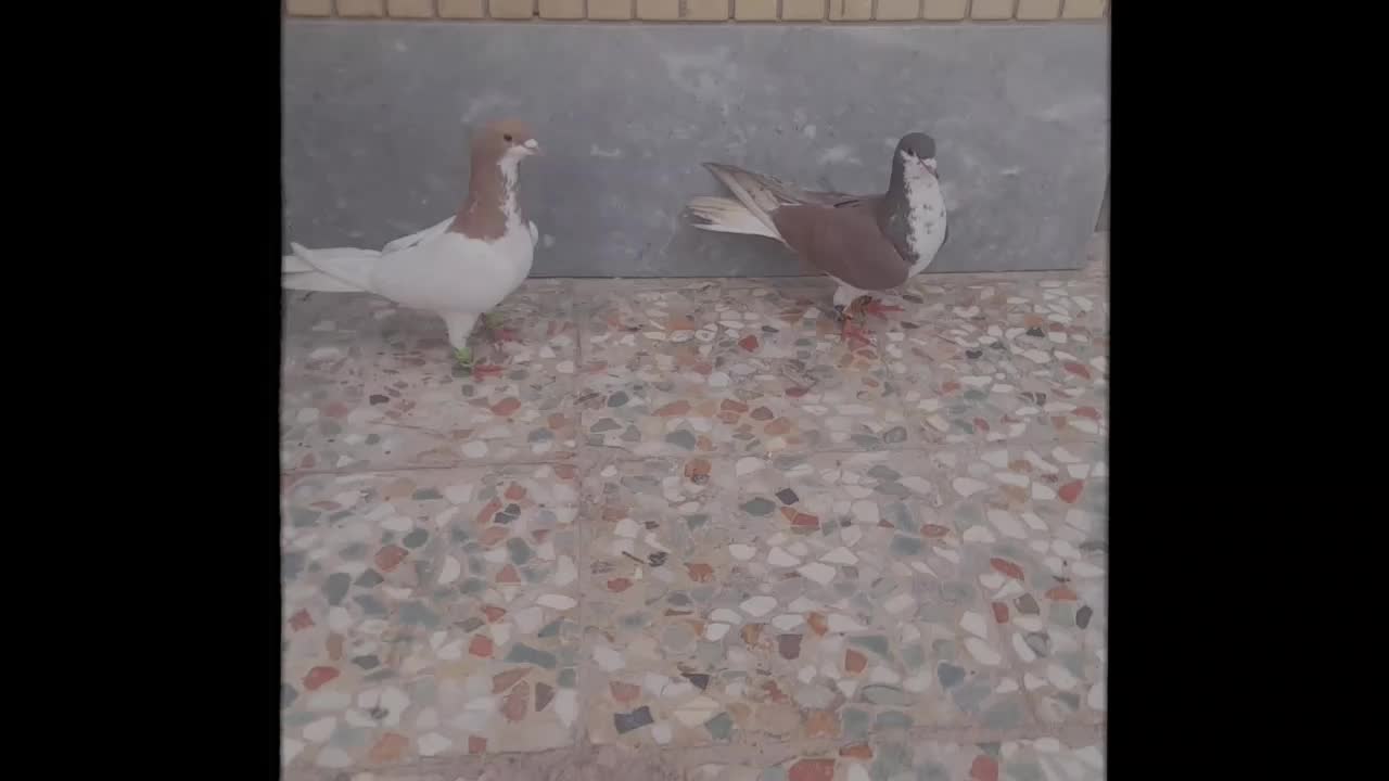 کفتر|پرنده|مرودشت, تامین اجتماعی|دیوار