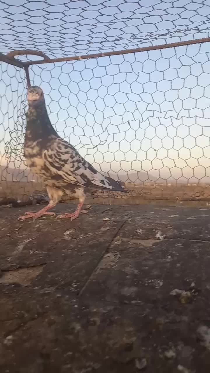 کبوترسارسالار|پرنده|تربت‌حیدریه, فردوسی جنوبی|دیوار