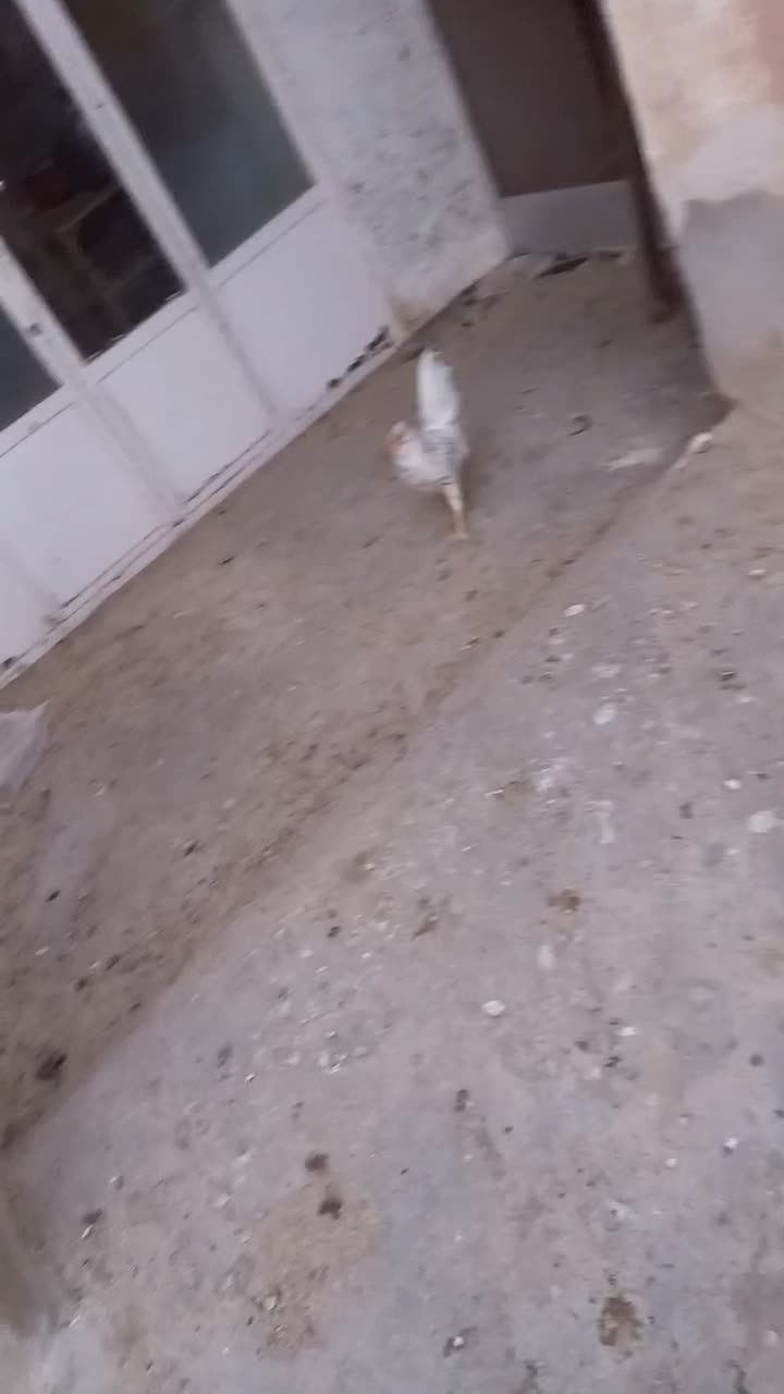 خروس گلین مست|حیوانات مزرعه|قم, تعویض پلاک|دیوار