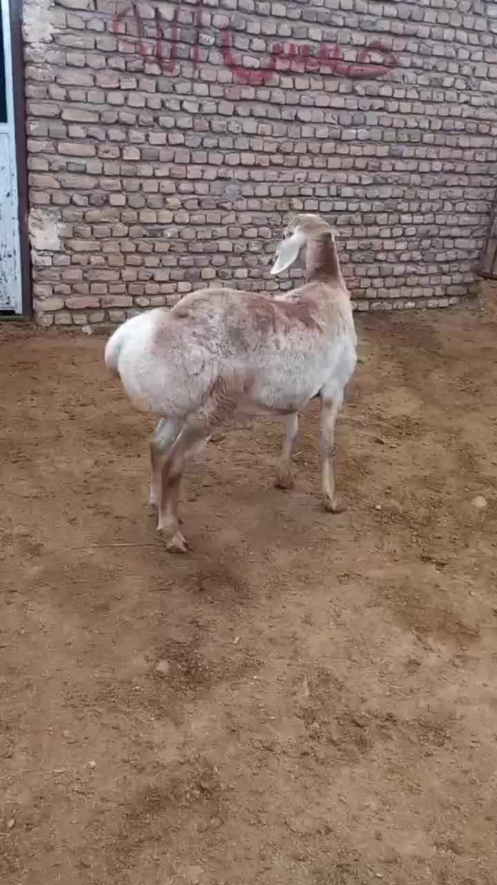 فروش یک عدد بره قوچی ناب|حیوانات مزرعه|تربت جام, شاهد|دیوار