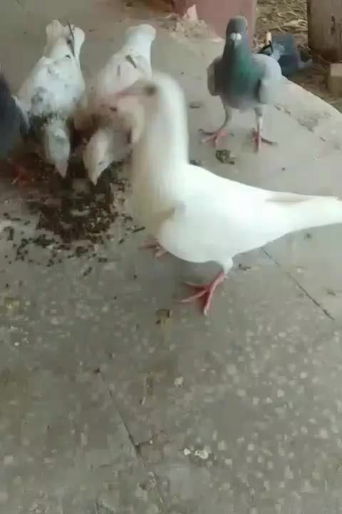 کفتر|پرنده|بندرعباس, |دیوار