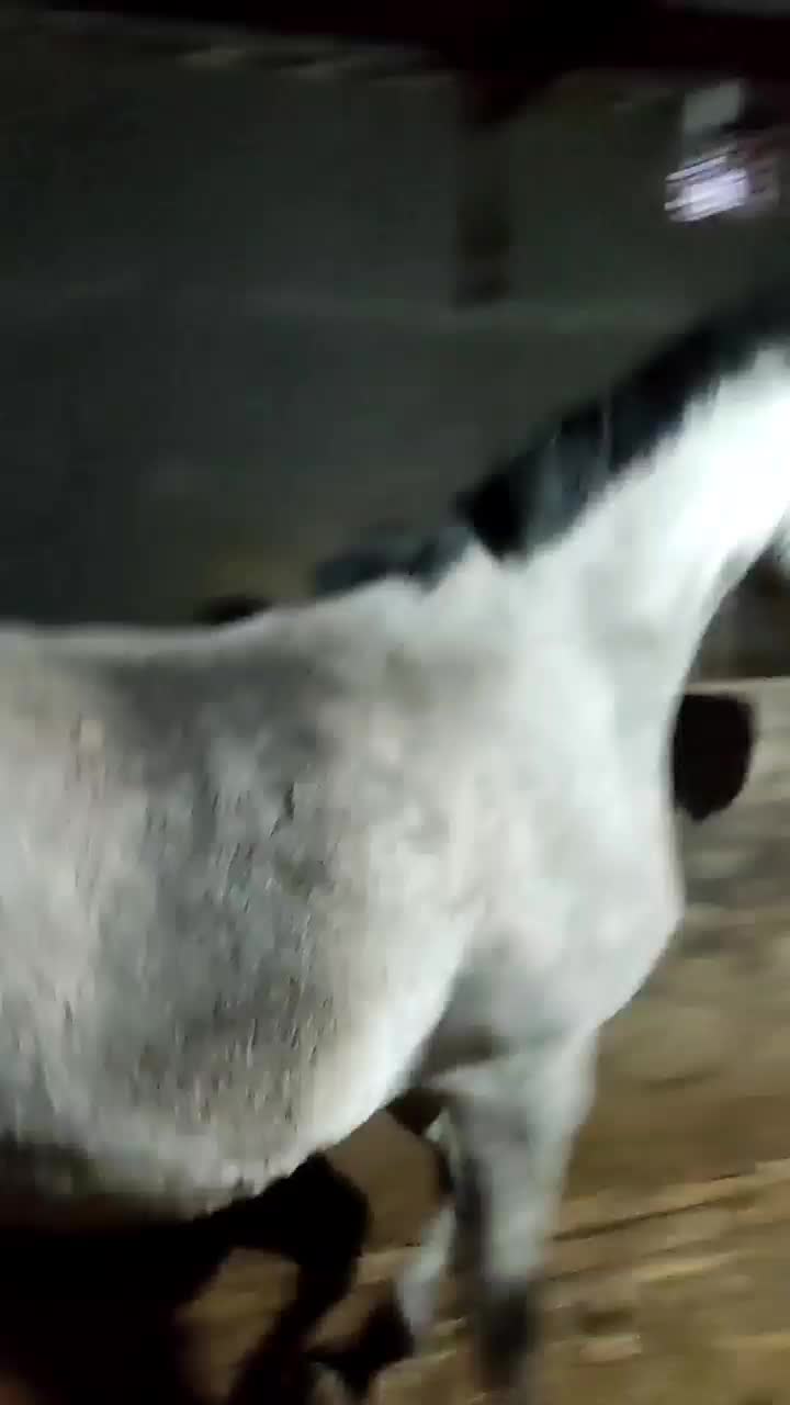 اسب عرب کرد|اسب و تجهیزات اسبسواری|زنجان, |دیوار