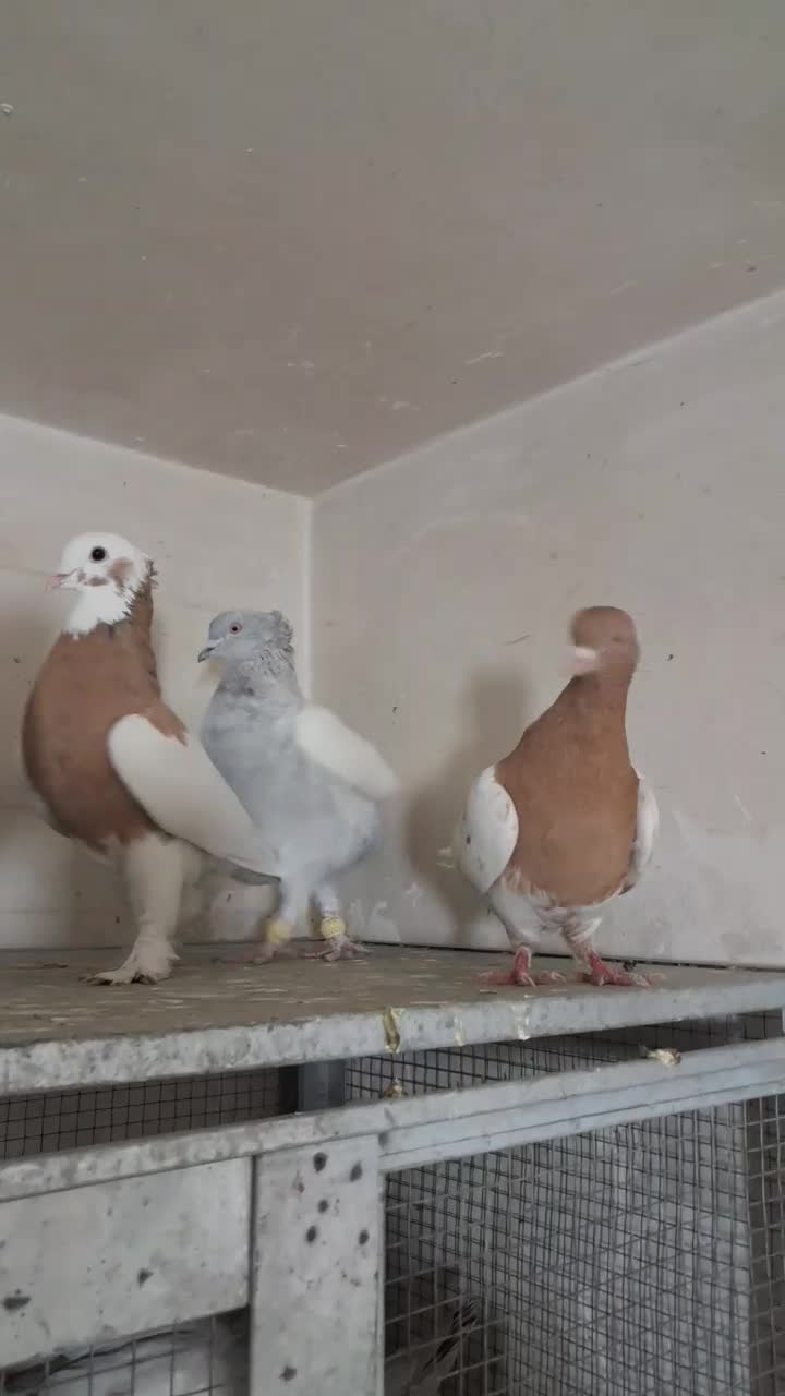 کفتر رنگی هوایی|پرنده|شیراز, جوادیه|دیوار