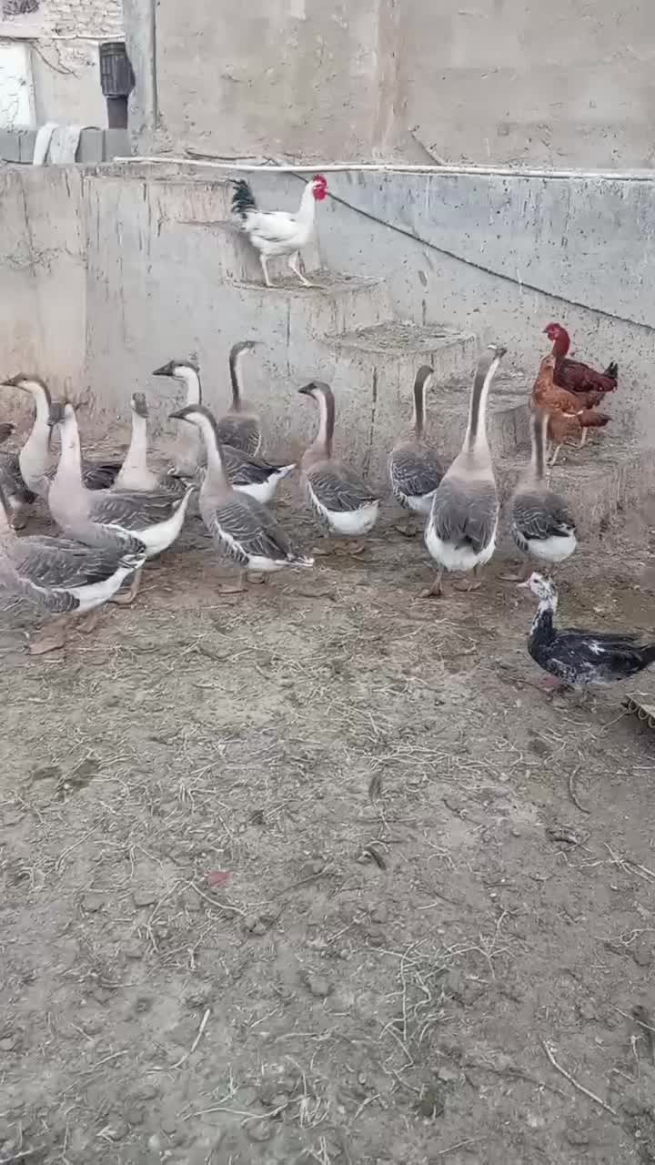 قوغاز اصل|حیوانات مزرعه|زابل, |دیوار