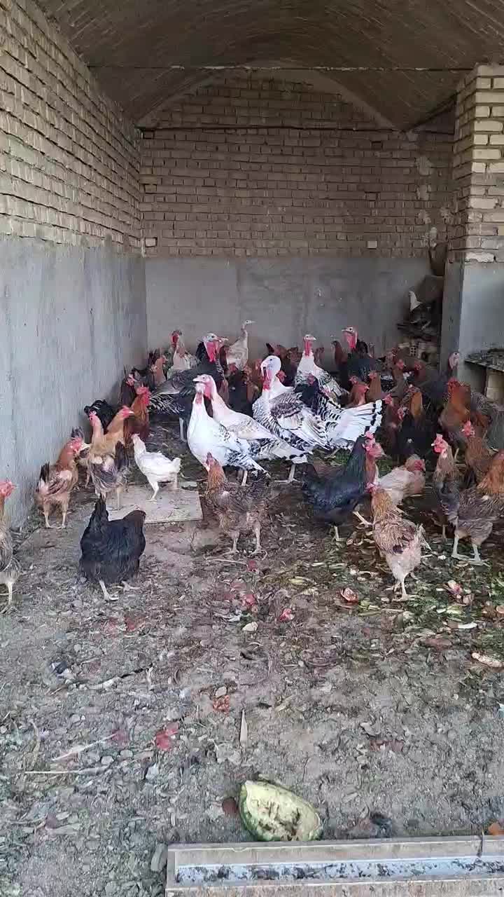 مرغ و خروس|حیوانات مزرعه|کاشان, شهرک صنعتی کویر|دیوار