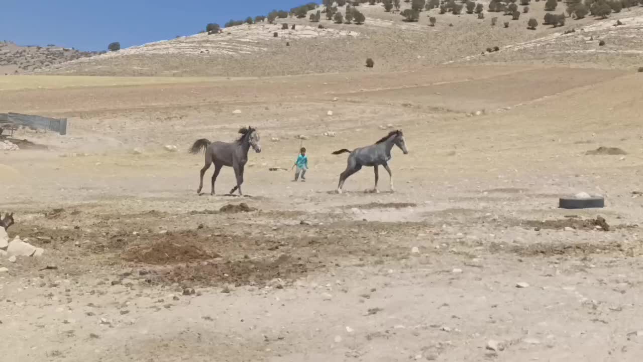 اسب|اسب و تجهیزات اسبسواری|اسلامآباد غرب, |دیوار