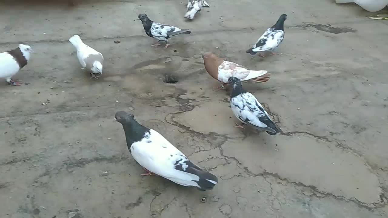 کفتر|پرنده|مشهد, هفت تیر (نه دره)|دیوار