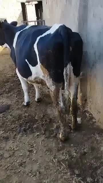 گاو هشت ماه ابستن|حیوانات مزرعه|شال, |دیوار