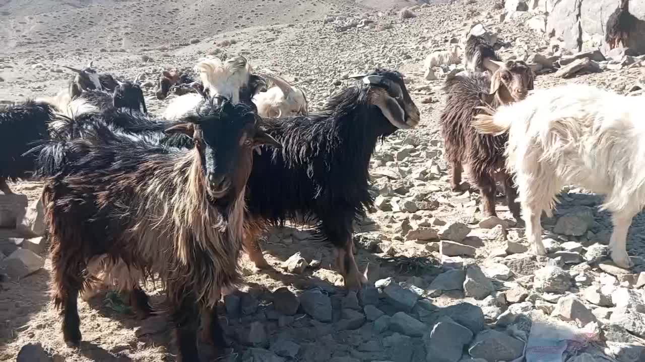 50عدد بزغاله فروشی|حیوانات مزرعه|تفتان, |دیوار