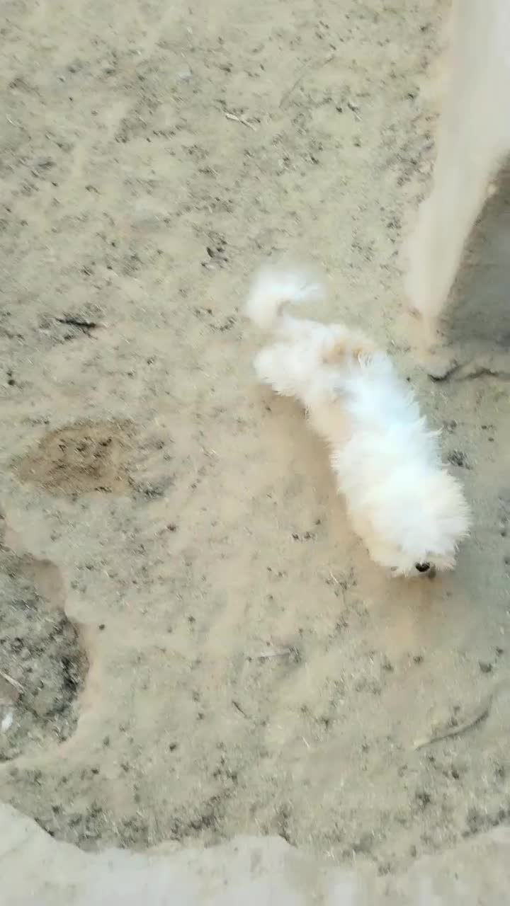 سگ پاکوتاه|سگ|سبزوار, ابوریحان|دیوار