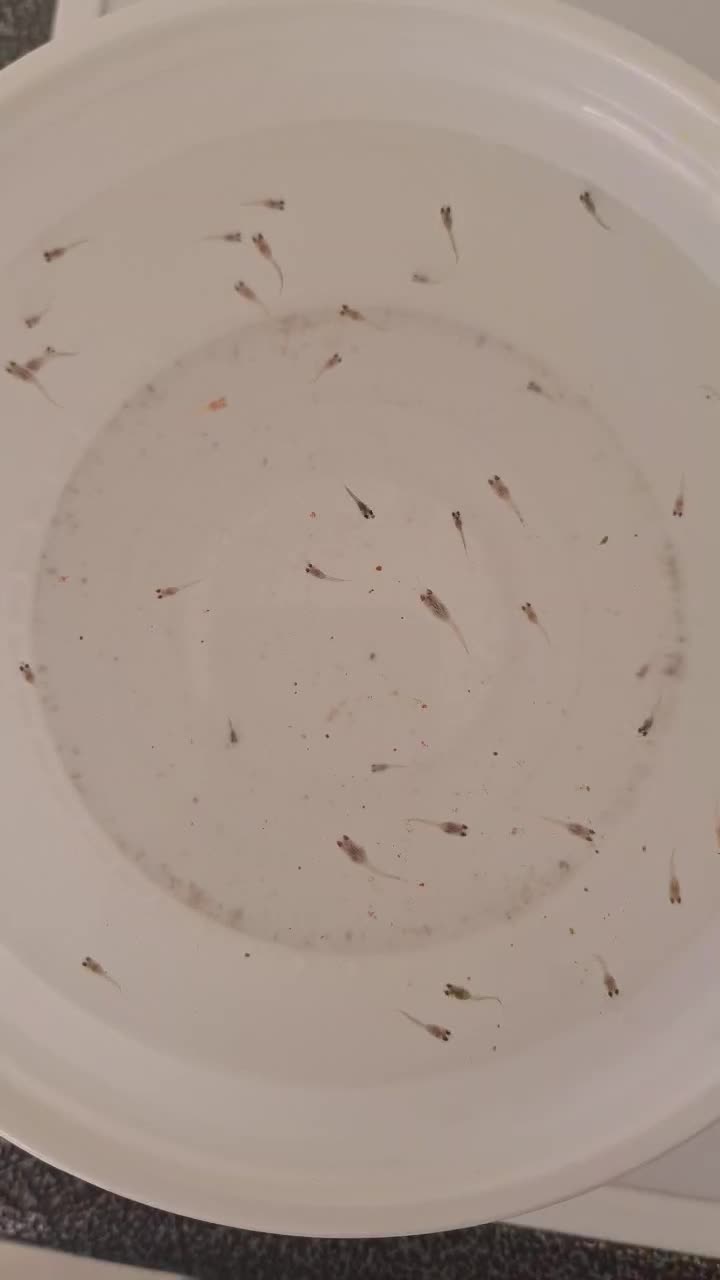 ماهی کوپی واکواریوم شیشه خم|ماهی|زنجان, |دیوار