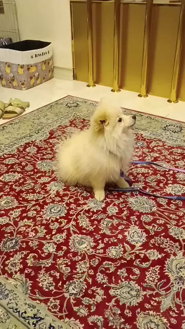 مربی سگ خانگی و کوچک۱۰۰٪ تضمینی / آموزش سگ|خدمات آموزشی|اهواز, کیانپارس |دیوار