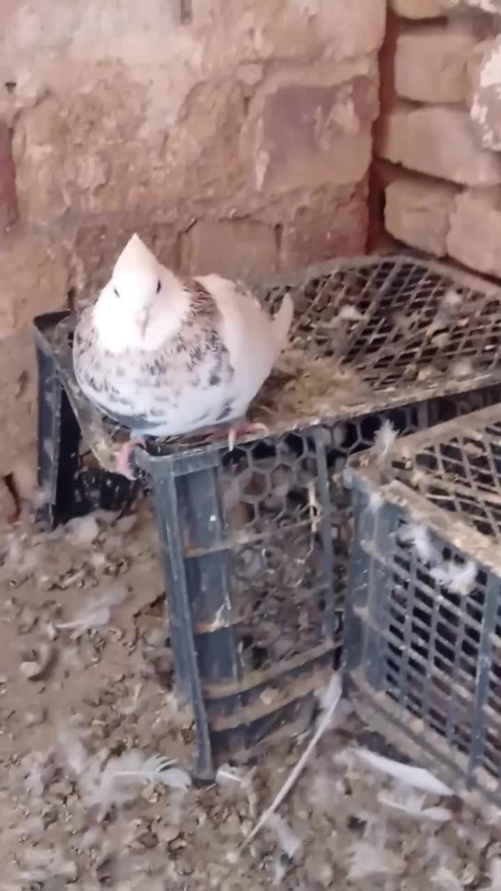 طوقی اشرافی ذات درست خوشگل خوشتیپ خوش قواره 00|پرنده|تربت جام, میان جام|دیوار