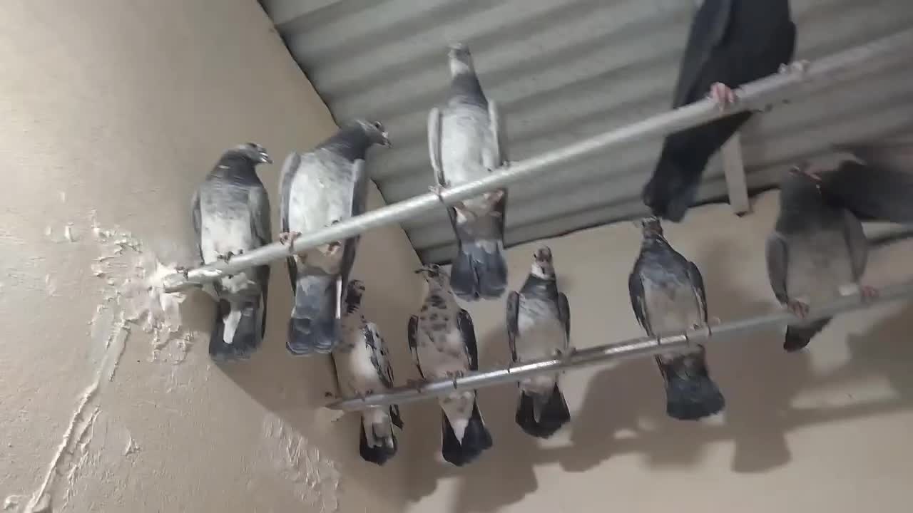 سار و سوسکی بزک|پرنده|مشهد, کوی المهدی|دیوار