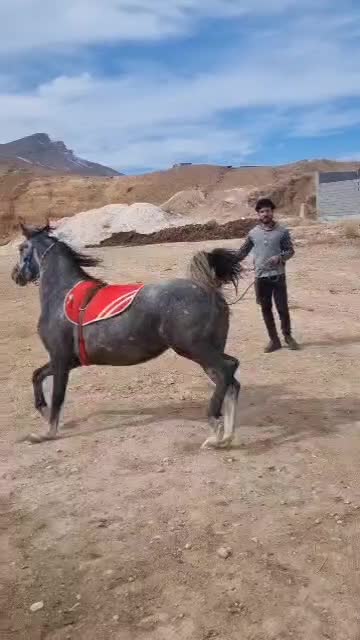 کره مادیون پنج ماهه|اسب و تجهیزات اسبسواری|اصفهان, باغ زرشک|دیوار