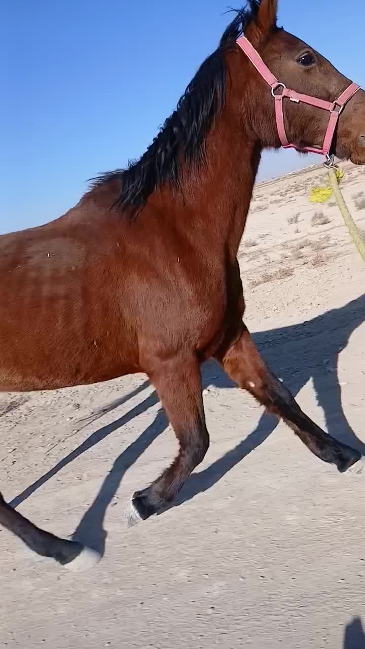 مادیون|اسب و تجهیزات اسب‌سواری|رودشت (اصفهان), |دیوار