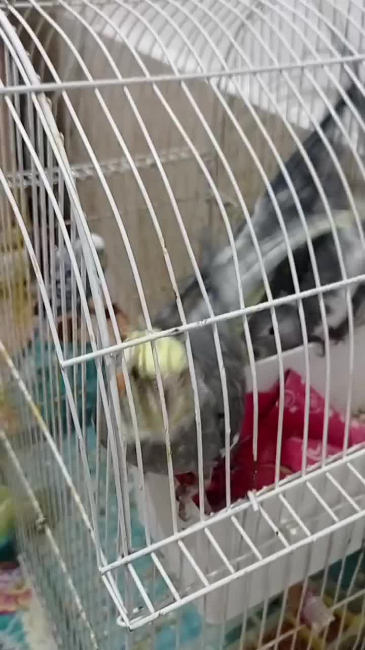 عروس هلندی و مرغ عشق|پرنده|پارس‌آباد, |دیوار