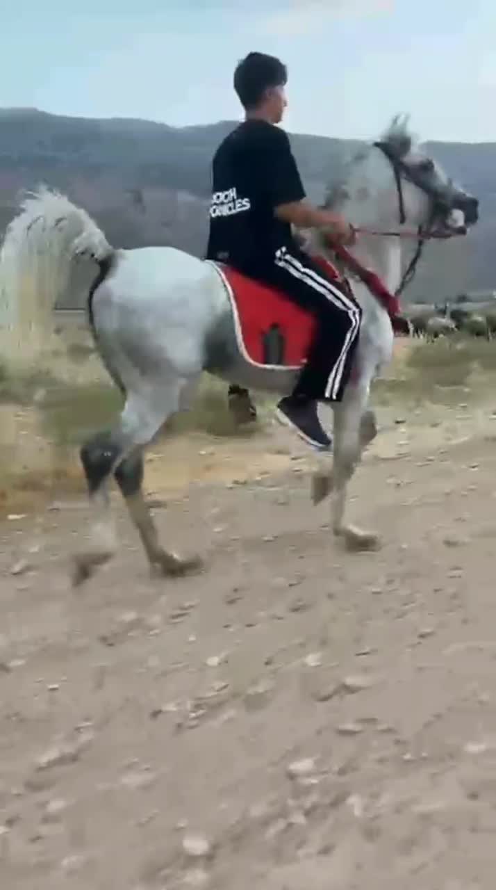 نریان شیر سفید|اسب و تجهیزات اسبسواری|کوچصفهان, |دیوار