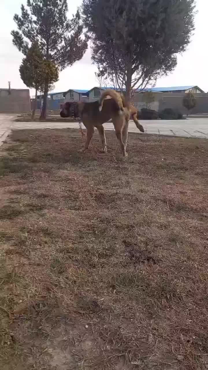 سگ سرابی پژدر سراب عراقی نگهبان|سگ|رباطکریم, نصیرشهر|دیوار