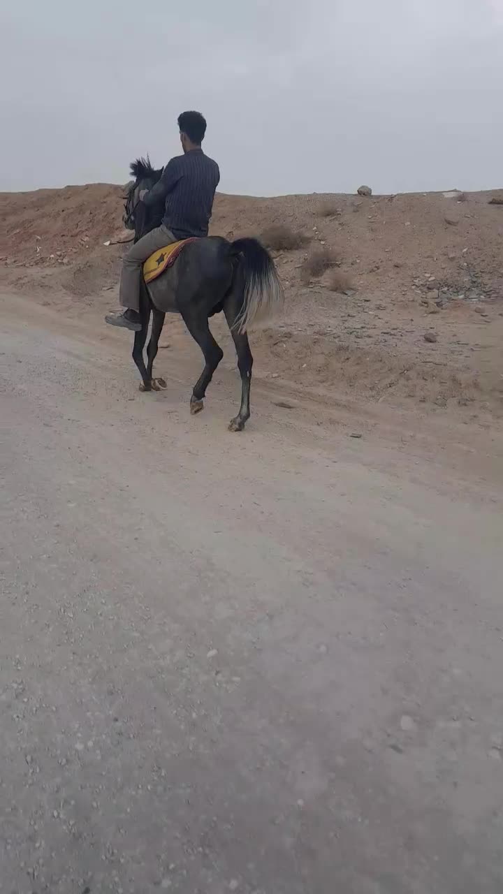 اسب نریون|اسب و تجهیزات اسب‌سواری|اصفهان, محمودآباد|دیوار