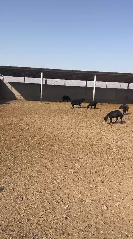 بره قوچ و شیشک همو افشار و قزل افشار|حیوانات مزرعه|مشهد, دانشجو|دیوار