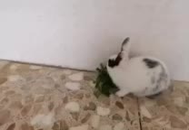 بچه خرگوش دورنگه خوشگل|موش و خرگوش|خورموج, |دیوار