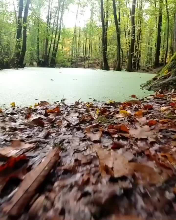 تور  مرداب  وربن  جاده چالوس کمپ  یه روزه|تور و چارتر|تهران, صادقیه|دیوار