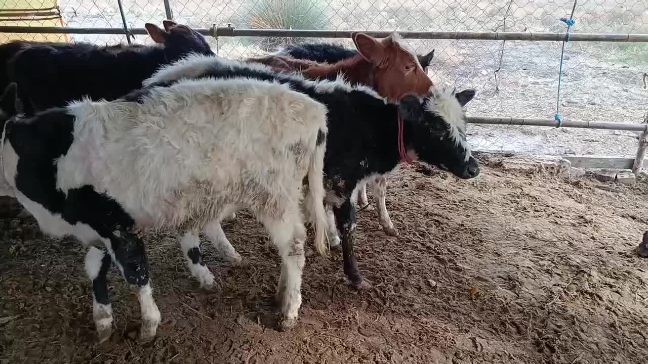 12عدد گوساله ماده دورگ محلی|حیوانات مزرعه|بندر ترکمن, |دیوار