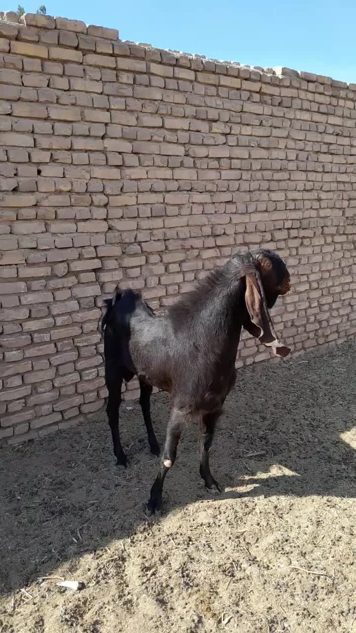 چپش|حیوانات مزرعه|اردکان, |دیوار