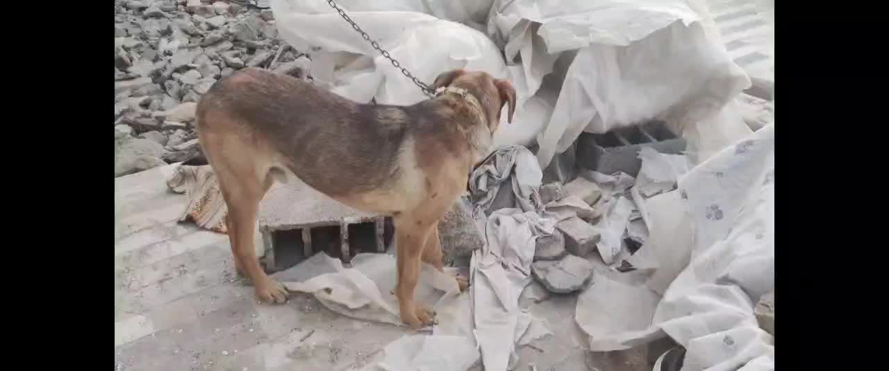 واگذاری سگ|سگ|مشهد, کلاته برفی|دیوار